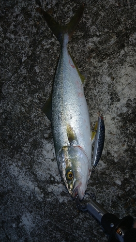 ツバイソの釣果