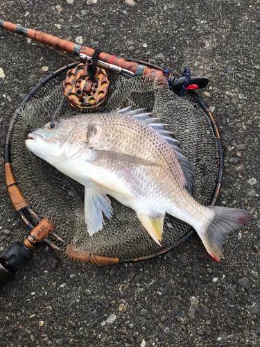 キビレの釣果