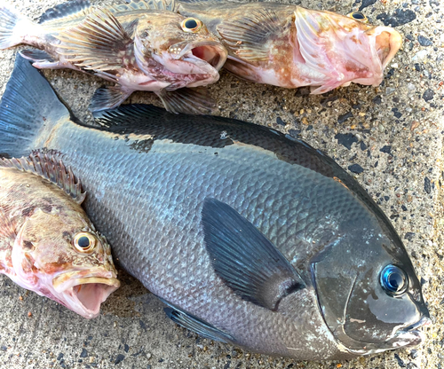 グレの釣果