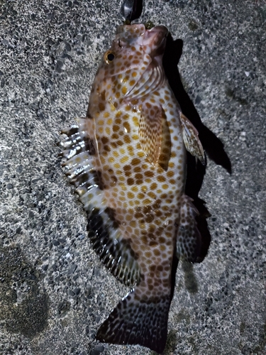 オオモンハタの釣果