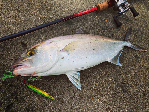 カンパチの釣果