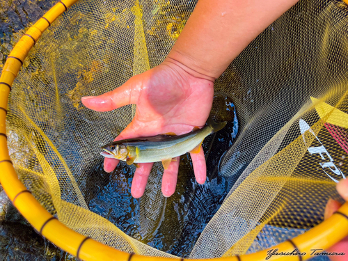 アユの釣果