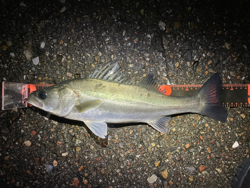 シーバスの釣果