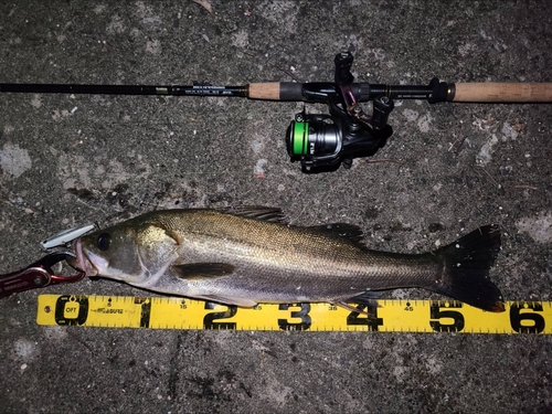 シーバスの釣果