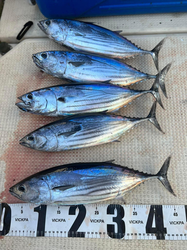 カツオの釣果