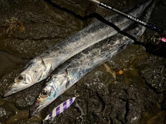 タチウオの釣果