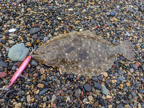 ヒラメの釣果