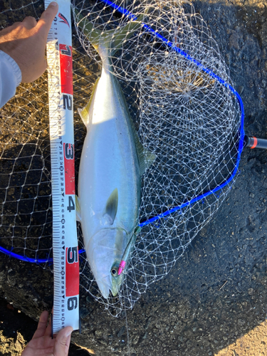 メジロの釣果