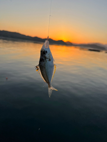 ヒイラギの釣果