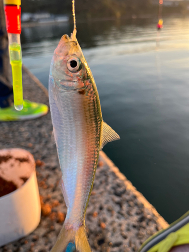 サッパの釣果