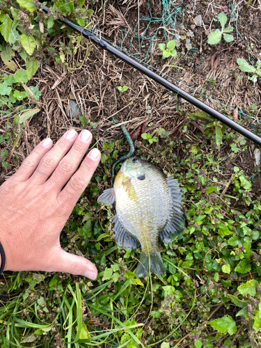 ブルーギルの釣果