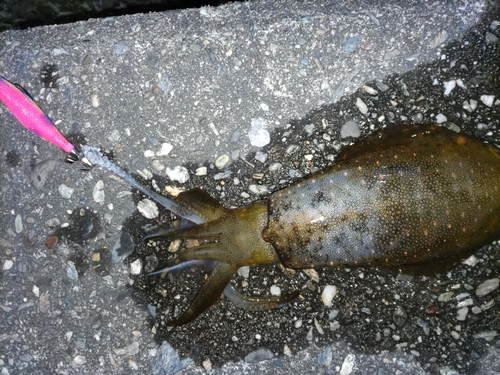 アオリイカの釣果