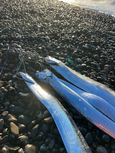 タチウオの釣果