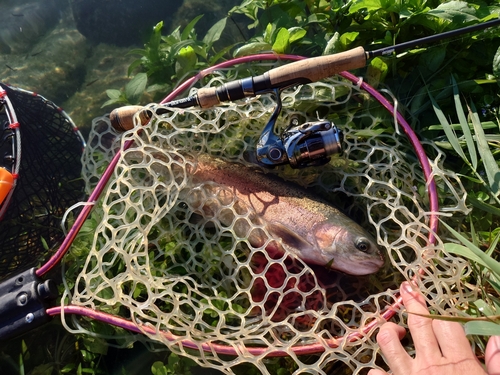 ニジマスの釣果