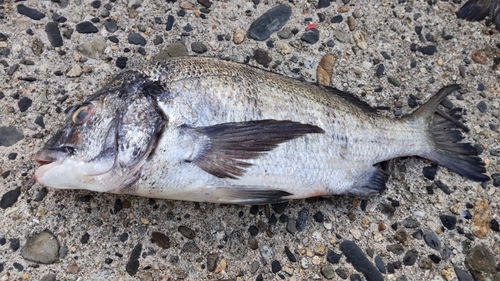 クロダイの釣果