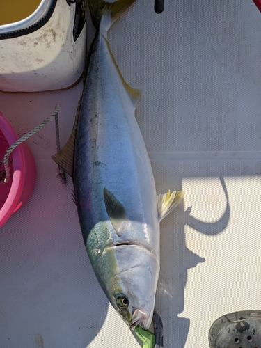 ハマチの釣果