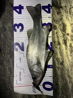 ヒラスズキの釣果