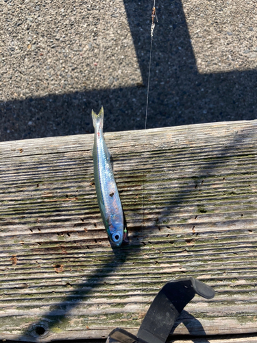 イワシの釣果