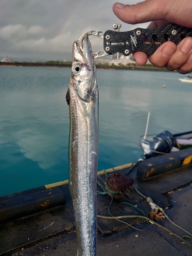 タチウオの釣果