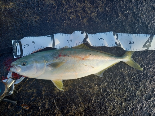 ワカシの釣果