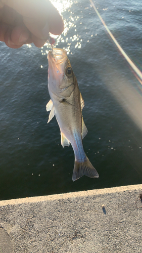 セイゴ（マルスズキ）の釣果