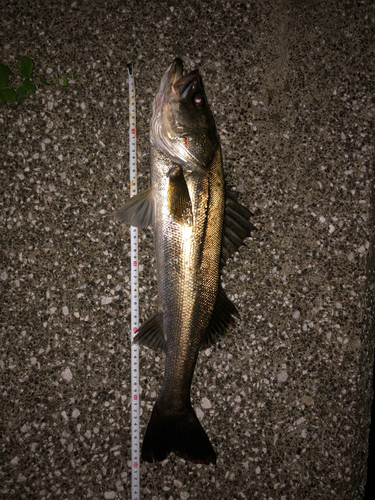 シーバスの釣果