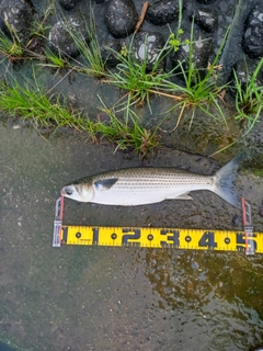 ボラの釣果