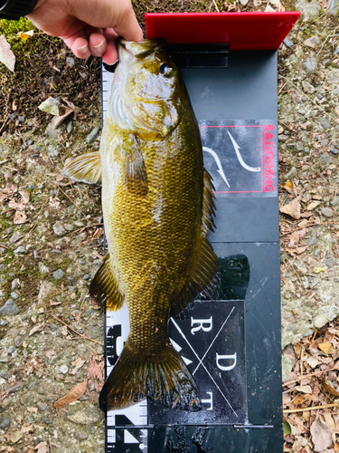 スモールマウスバスの釣果