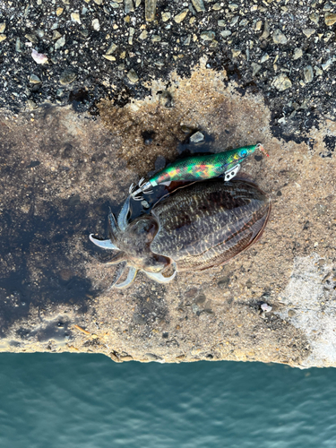 コウイカの釣果