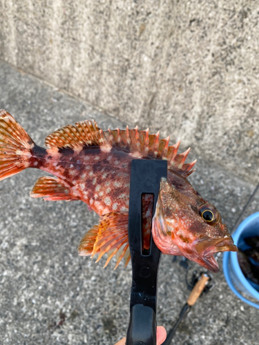 カサゴの釣果