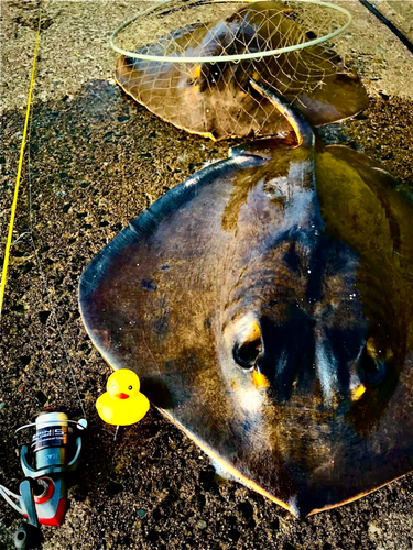 エイの釣果