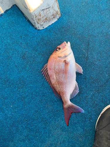 マダイの釣果