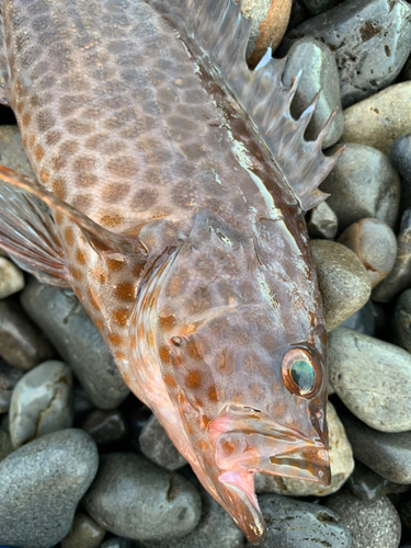 オオモンハタの釣果