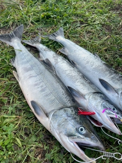 サケの釣果