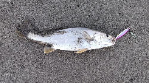 ニベの釣果