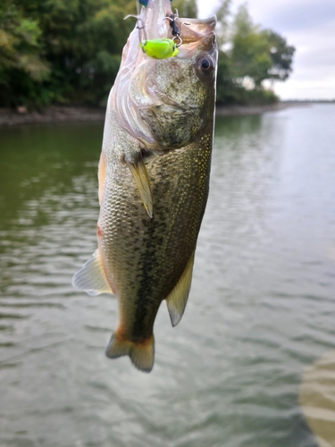 ラージマウスバスの釣果