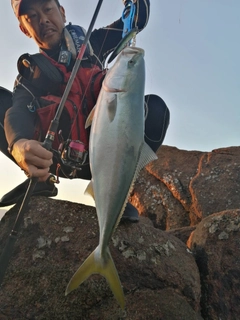 ヤズの釣果