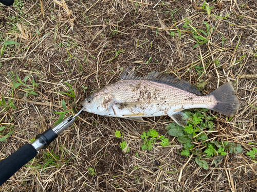 ニベの釣果