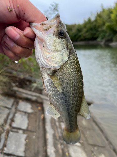 ラージマウスバスの釣果