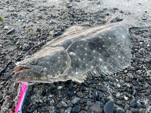 ソゲの釣果