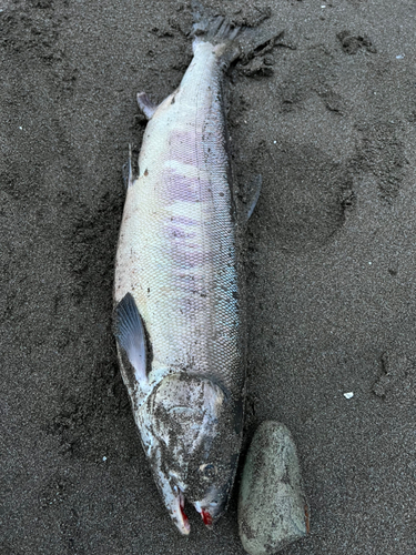 シロザケの釣果