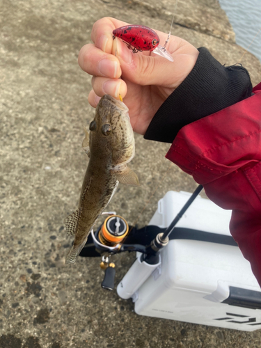 マハゼの釣果