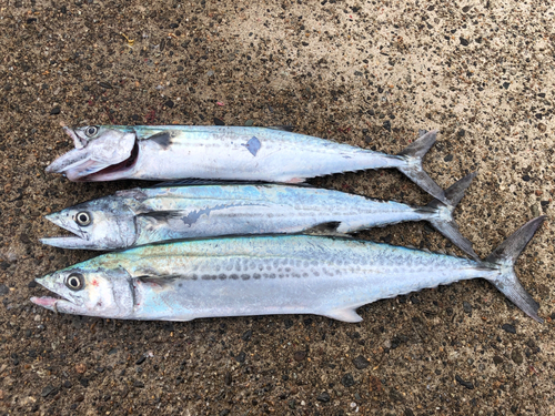 サゴシの釣果