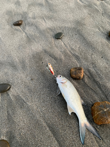 コノシロの釣果