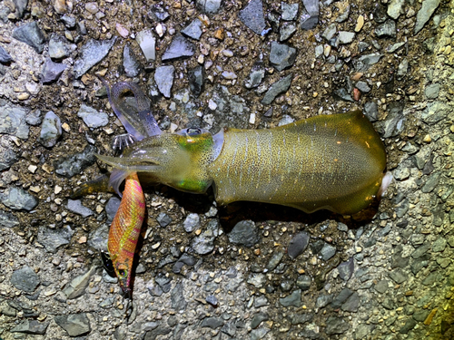 アオリイカの釣果