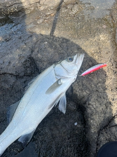 ヒラスズキの釣果