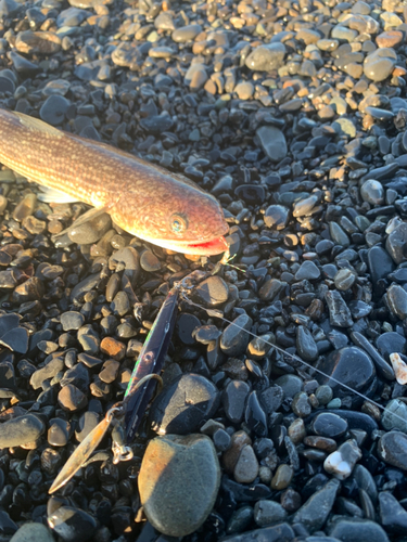 エソの釣果