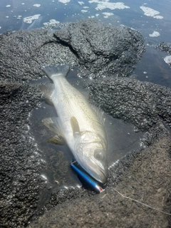 ヒラスズキの釣果