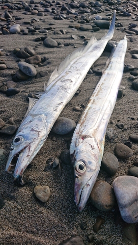 タチウオの釣果