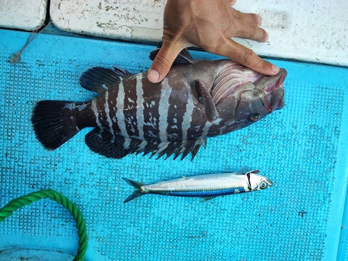 マハタの釣果